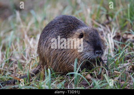 Le ragondin, Myocastor coypus, ragondins Banque D'Images