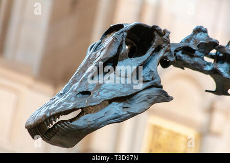 Le célèbre dinosaure Diplodocus fofolle en tournée dans Kelingrove Museum and Art Gallery, Glasgow, Ecosse Banque D'Images