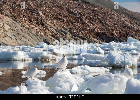 Manchots adélies sur Heroina Island, dans le Danger, mer de Weddell, l'Antarctique avec Snowy Sheathbill, Chionis albus. Jusqu'à 3 millions d'oiseaux nichent sur t Banque D'Images