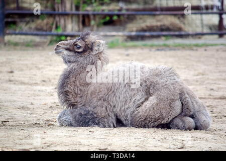 Petit bébé Portrait Chameau Camelus bactrianus reposant Banque D'Images