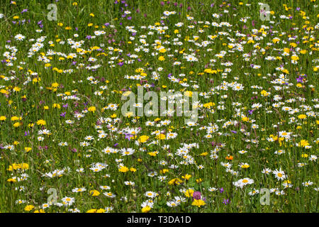 Blumenwiese, flower meadow Banque D'Images