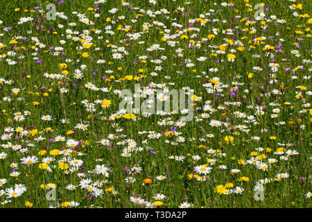 Blumenwiese, flower meadow Banque D'Images