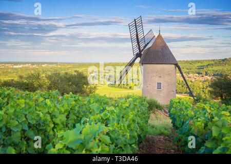 Vignoble de bourgogne et moulin à vent près de Santenay - France Banque D'Images