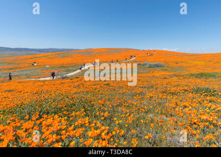 Los Angeles County, Californie, USA - 2 Avril 2019 : les amoureux de la nature appréciant wildflower pavot fleur super champs dans le sud de la Californie. Banque D'Images