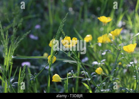 La nature est une très une beauté parfaite : Ranunculus bulbosus, Ranuncolo bulboso Fam. Ranucolaceae Banque D'Images