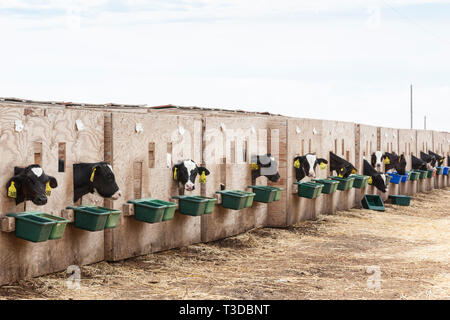 Les bovins de l'élevage de veaux de boucherie en enclos caisses sur une ferme. Possible la cruauté envers les animaux. Banque D'Images