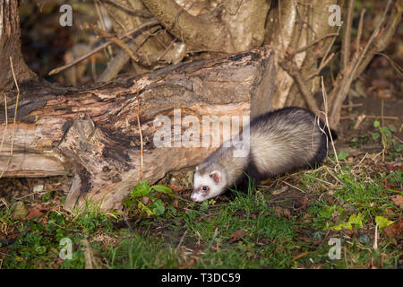 Frettchen, Mustela putorius furo, ferret Banque D'Images