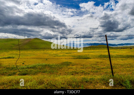 Superbloom dans le centre de la Californie's Diablo Mountain Range spring 2019 USA Banque D'Images