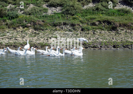 Oies (Anser domesticus) swimming in river. Canal du Delta du Danube, en Roumanie. Banque D'Images