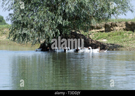 Oies (Anser domesticus) swimming in river. Canal du Delta du Danube, en Roumanie. Banque D'Images