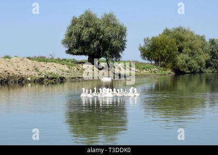 Oies (Anser domesticus) swimming in river. Canal du Delta du Danube, en Roumanie. Banque D'Images