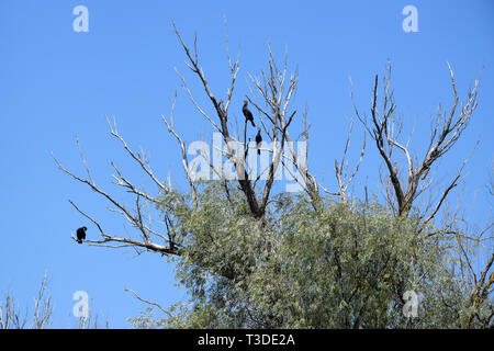 Grands cormorans sur des arbres. Le Delta du Danube, en Roumanie. Banque D'Images