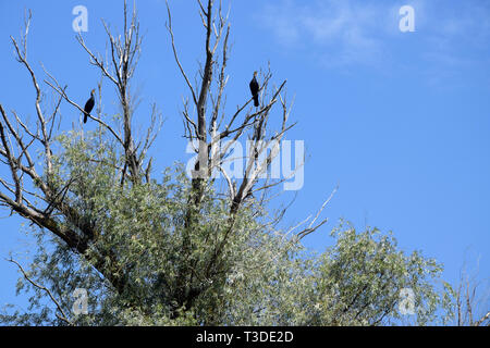 Grands cormorans sur des arbres. Le Delta du Danube, en Roumanie. Banque D'Images