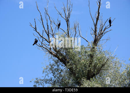 Grands cormorans sur des arbres. Le Delta du Danube, en Roumanie. Banque D'Images