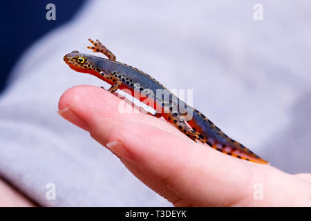 - Ichtyosaura alpestris triton alpestre. Cette espèce est sur la liste rouge, une très rare. Banque D'Images