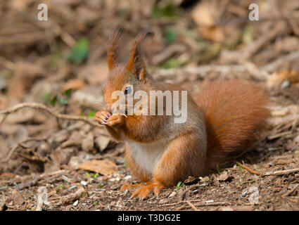 Vue de face détaillée de l'écureuil rouge britannique (Sciurus vulgaris) mignon, sauvage et isolé sur le terrain, bois naturel du Royaume-Uni, nourriture et nourriture. Banque D'Images