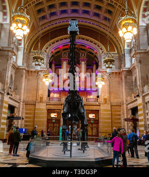 Le célèbre dinosaure Diplodocus fofolle en tournée dans Kelingrove Museum and Art Gallery, Glasgow, Ecosse Banque D'Images