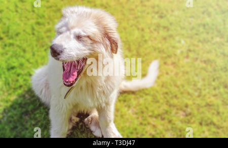 Chiot mignon blanc d'un chien de Montagne des Pyrénées assis dans l'herbe verte. C'est le coucher du soleil et les rayons de soleil brillent admirablement. Banque D'Images