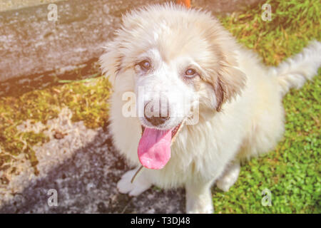 Chiot mignon blanc d'un chien de Montagne des Pyrénées assis dans l'herbe verte. C'est le coucher du soleil et les rayons de soleil brillent admirablement. Banque D'Images