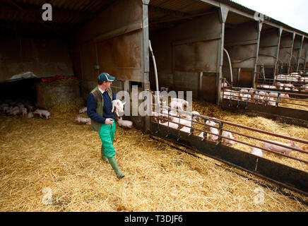 Farmer Fergus Howie travaille sur son exploitation porcine. Wicks Manor fournit les supermarchés avec la viande de porc. Malden, près de Essex. 30.03.2011. Banque D'Images