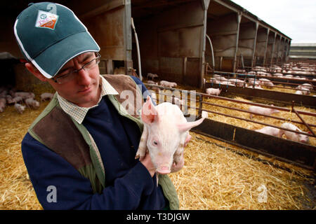 Farmer Fergus Howie travaille sur son exploitation porcine. Wicks Manor fournit les supermarchés avec la viande de porc. Malden, près de Essex. 30.03.2011. Banque D'Images