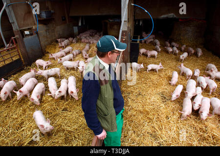 Farmer Fergus Howie travaille sur son exploitation porcine. Wicks Manor fournit les supermarchés avec la viande de porc. Malden, près de Essex. 30.03.2011. Banque D'Images