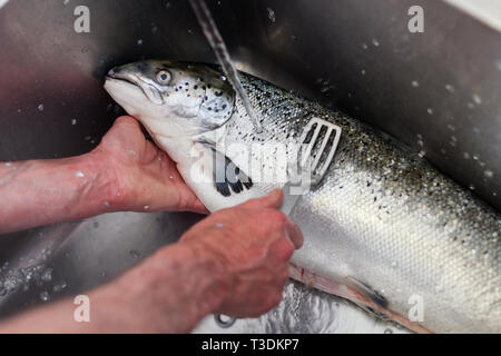 La truite de mer les poissons d'être détartré dans l'évier d'un restaurant prêt pour le four Banque D'Images