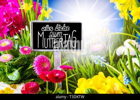 Signer Avec Callligraphy Allemand Alles Liebe Zum Muttertag signifie joyeux Jour de mères. Sunny Spring Flower Meadow avec Daisy, narcisses, Primrose et Hyacin Banque D'Images