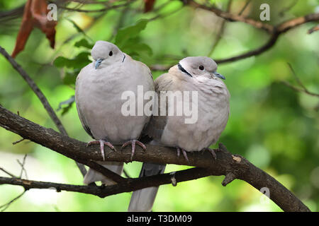Portrait d'un eurasien Deux Tourterelles turques (streptopelia decaocto) perché sur une branche Banque D'Images