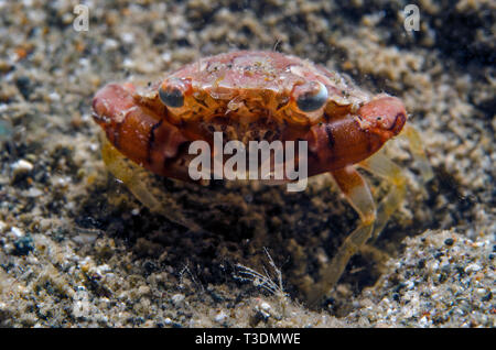 Natation, Crabe Carupa sp., Portunidae, Anilao, Batangas, Philippines, mer des Philippines, l'océan Pacifique, l'Asie Banque D'Images