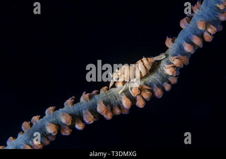 Whip Zanzibar Coral Shrimp, Dasycaris zanzibarica, Palaemonidae, Anilao, Batangas, Philippines, mer des Philippines, l'océan Pacifique, l'Asie Banque D'Images