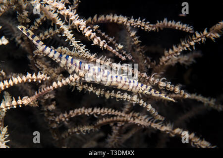 En lignes Tozeuma Tozeuma, crevettes, Hippolytidae armatum, Anilao, Batangas, Philippines, mer des Philippines, l'océan Pacifique, l'Asie Banque D'Images