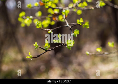 Les jeunes feuilles vert frais sur la branche de l'arbre d'aubépine Banque D'Images