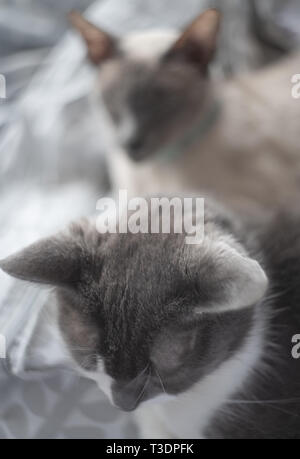 Deux chats pet, photo en noir et blanc, peu de profondeur de champ. Banque D'Images