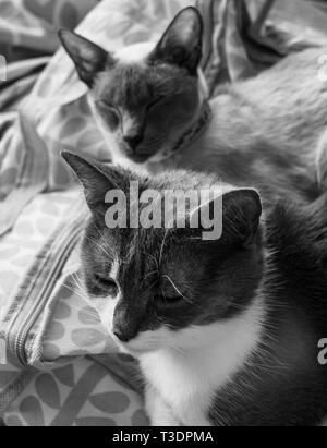 Deux chats pet, photo en noir et blanc, peu de profondeur de champ. Banque D'Images