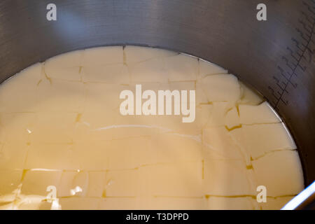 Fait de lait caillé frais, la fabrication du fromage Banque D'Images