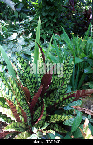 L'usine d'un crotale, Calathea lancifolia, poussant dans une forêt tropicale à Hawaii, USA Banque D'Images