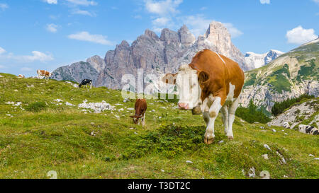Piebald brown et vache blanche marche, Close up en paysage de montagne propre Banque D'Images