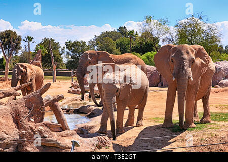 Famille d'éléphants africains à la Reid Park Zoo à Tucson en Arizona Banque D'Images