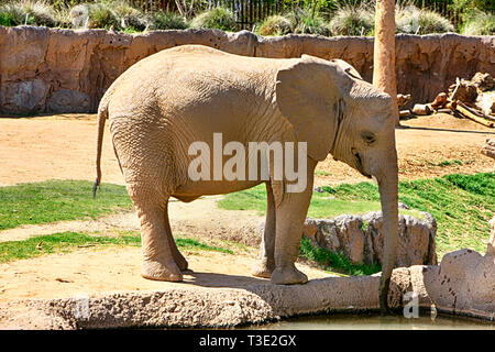 Famille d'éléphants africains à la Reid Park Zoo à Tucson en Arizona Banque D'Images