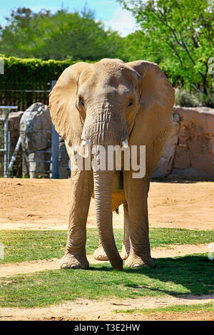 Famille d'éléphants africains à la Reid Park Zoo à Tucson en Arizona Banque D'Images