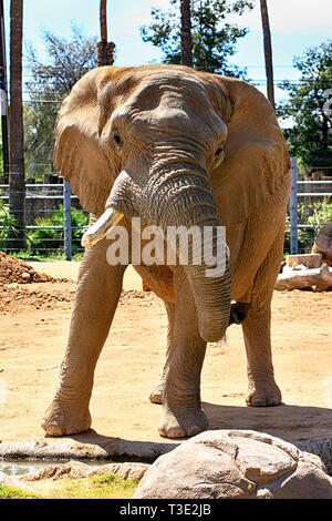 Famille d'éléphants africains à la Reid Park Zoo à Tucson en Arizona Banque D'Images