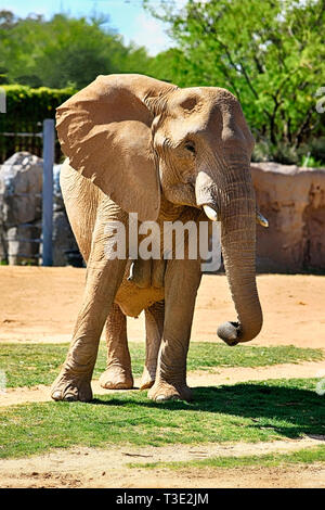 Famille d'éléphants africains à la Reid Park Zoo à Tucson en Arizona Banque D'Images