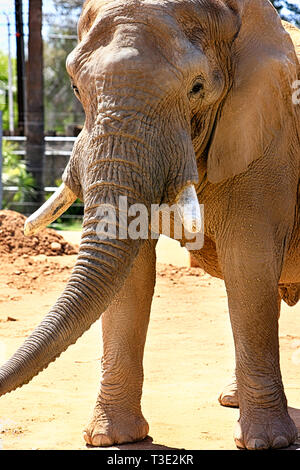 Famille d'éléphants africains à la Reid Park Zoo à Tucson en Arizona Banque D'Images