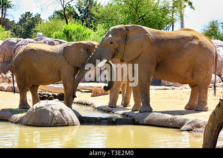 Famille d'éléphants africains à la Reid Park Zoo à Tucson en Arizona Banque D'Images