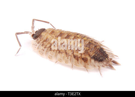 Vue rapprochée d'une politique d'argent Cloportes (Porcellio scaber) de l'avant isolé sur un fond blanc avec ombre douce Banque D'Images