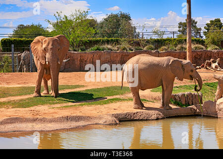 Famille d'éléphants africains à la Reid Park Zoo à Tucson en Arizona Banque D'Images