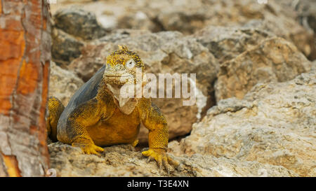 Gros plan d'une couleur jaune à l'iguane autour de dans les Galápagos Banque D'Images