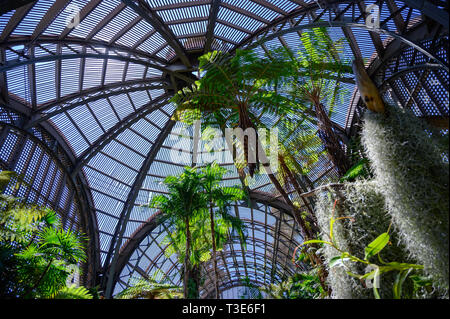 Palmiers dans un jardin botanique avec de belles baies. Banque D'Images