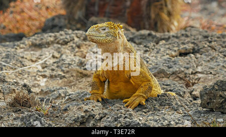 Gros plan d'une tortue géante tournant la tête sur les places du sud de Galápagos Banque D'Images
